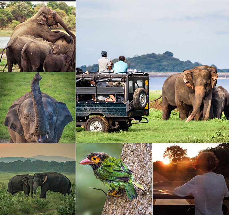 Elephant Wild Safari