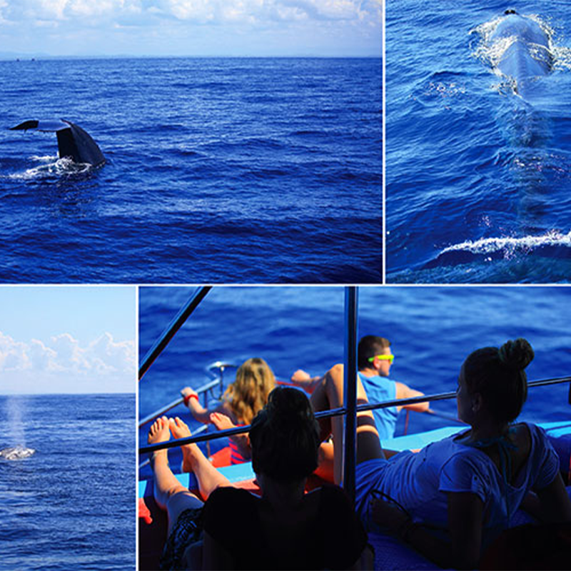 Whale & Dolphin Watching